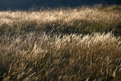 Žuta trava sija na sunčevoj svjetlosti. Suhe slamke trave na vjetru u planini pri zalasku sunca. Slamke trave sa suncem u pozadini.