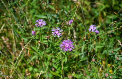 Crnoresa zečina cvjeta u polju. Centaurea nigra.