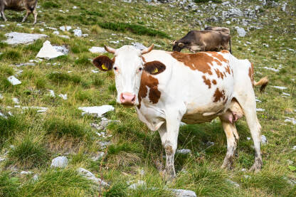 Krave na pašnjacima u planini. Krave na pašnjacima u planini. Krdo krava koje pasu travu. Grupa domaćih krava na livadi jedu zelenu travu.