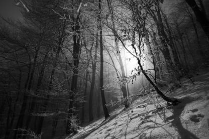 Stablo u šumi na snijegu i suncu