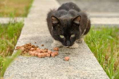 Crno bijela napuštena mačka jede hranu sa pločnika. Hranjenje napuštenih životinja.