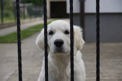 Štene zlatnog retrivera u dvorištu !