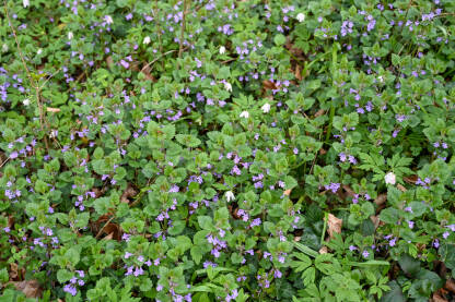 Biljka Puzava dobričica raste na šumskom tlu. Biljka Puzava dobričica raste na šumskom tlu. Glechoma hederacea. Biljka sa zelenim listovima i ljubičastim cvjetovima.