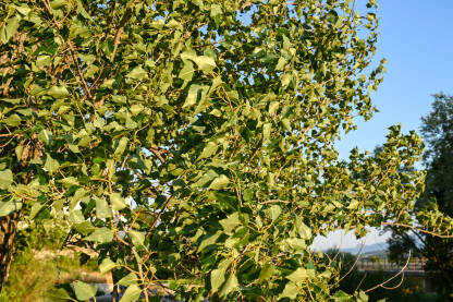 Zeleno lišće i grane topole.