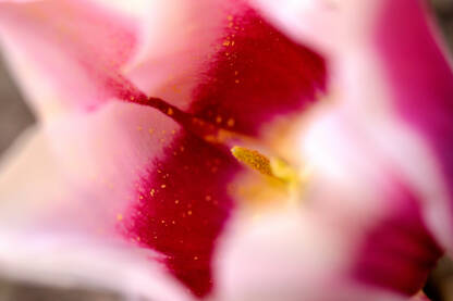 20160411-petal_DSC0411 Makro tulipan crveno roze boje