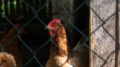 Kokoš iza žičane ograde, kokošinjac Kokošija glava iz profila na jakom sunčevom svjetlu. Nalazi se u ograđenom prostoru, slikana kroz žičanu ogradu.