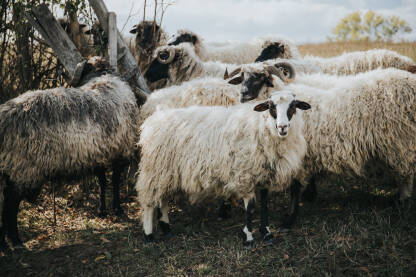 Stado ovaca na paši