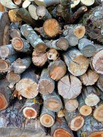 Drva/ogrev za zimu Složene isječene grane drveća i pripremljene za ogrev. Grane bukve, trešnje, gloga, šljive.
