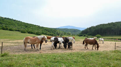 Grupa konja na farmi. Domaći konji na ispaši.