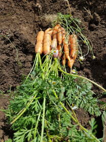 Svježe izvađena, iskopana, mrkve iz zemlje; vađenje šargarepe iz zemlje; mrkva (korjen i listovi) položena na zemlju;