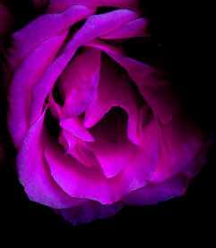 Rozi cvijet, crna pozadina