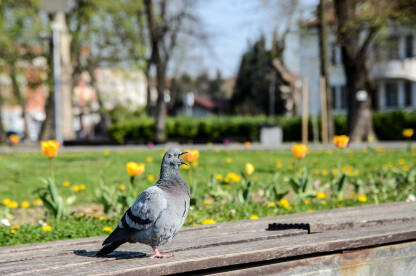 Golub pjeva u parku. Ptice u prirodi.