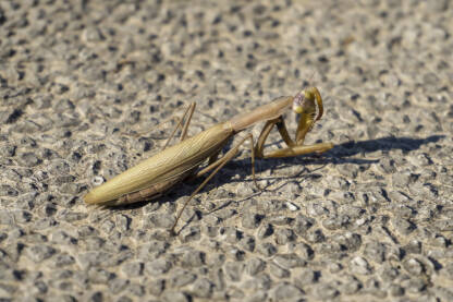 Bogomoljka obična, Mantis religiosa Bogomoljka, obična (Mantis religiosa), kukac žoharaš iz podreda bogomoljki (Mantodea). Glava joj je pomična, s velikim izbočenim očima.