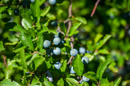 Trnjine na grmu. Zreli plodovi na grmu. Prunus spinosa.
