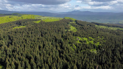 Panorama planine. Panorama planine. Snimak dronom drveća u šumi u rano proljeće. Planina Vlašić, BiH.