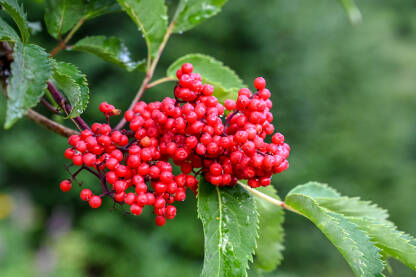 Planinsi jasen. Drvo sa crvenim bobicama raste u planini.