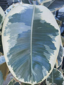 Ficus Fikus (list fikusa neobicne teksture)