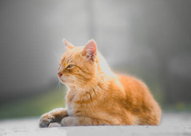 Žuta mačka uživa na suncu.