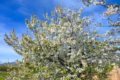 Stablo višnje u cvatu u voćnjaku. Bijeli cvjetovi višnje. Stablo višnje u cvatu u voćnjaku. Prunus cerasus. Krupni plan behara na drvetu u proljeće. Behar.