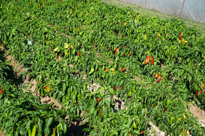 AK1_7302 Paprike rastu u redovima na njivi. Zelene i crvene paprika. Organsko i svježe povrće raste na navodnjavanom polju. Proizvodnja hrane. Poljoprivreda.