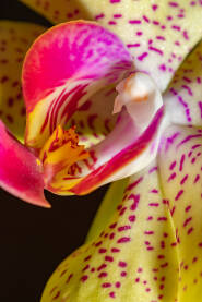 Tulipan izbliza Cvijet tulipana snimljen izbliza sa bojama i teksturom, macro fotografija