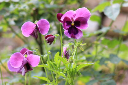 IMG_1788.JPG Maćuhice u vrtu, krupni plan. Viola tricolor, poznata kao Dan i Noć.