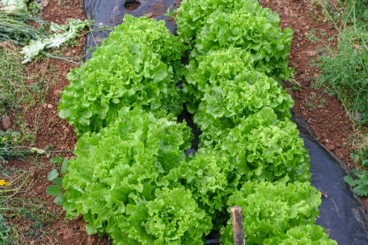 Listovi zelene salate rastu u stakleniku. Listovi zelene salate rastu u stakleniku. Svježa zelena salata spremna za berbu. Svježi listovi zelene salate, izbliza.