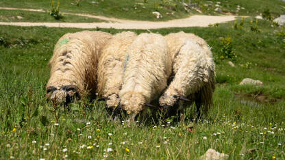 Stado ovaca na ispaši u planini Stado ovaca na ispaši u planini.