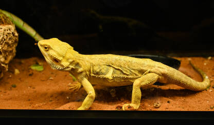 Iguane kao kućni ljubimci. Iguana Iguane kao kućni ljubimci. Iguana u terariju kući. Egzotični gušteri.