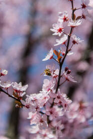 Japanska trešnja Pčela na japanskoj trešnji