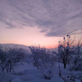 Zimsko januarsko jutro. Nebo prije izlaska sunca, a drveće je prekriveno snijegom.