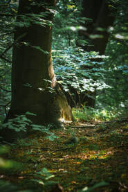 Detalj iz prirode, drvo, grane i lišće