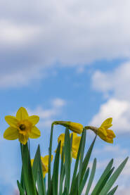 narcissus flower under blue sky vertical cvijet narcis ispod plavog neba - Vertikalno