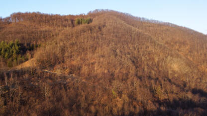 Šuma zimi bez lišća. Drveće na planini. Listopadno drveće u prirodi.
