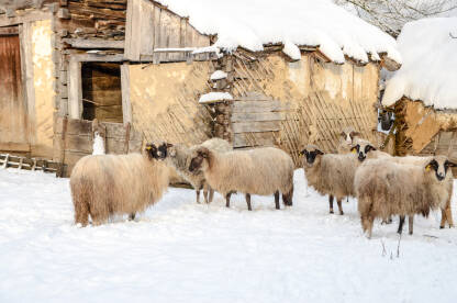 Ovce i jagnjad Ovce i jagnjad na farmi na selu. Grupa ovaca na snijegu na farmi. Poljoprivreda