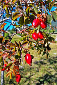 Grm šipurka u prirodi. Šipak.