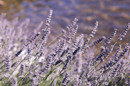 Lavanda Lavanda u krupnom planu