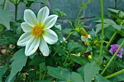 Snježnobijeli cvijet sa žutim središtem. Prekrasan bijeli cvijet dalije. Dalija u vrtu