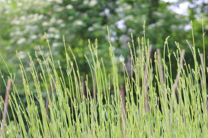 IMG_1808.JPG Lavandula, od lavare što znači kupati se.
Mlada lavanda, nerascvjetala.