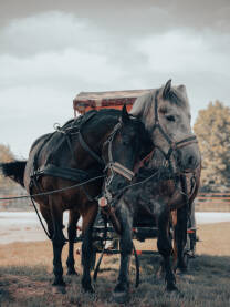 Dva konja koja se nalaze u parku, čekaju na svoju prvu mušteriju.