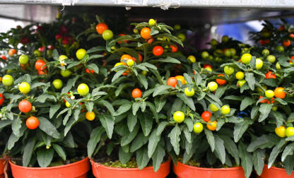 Božićna trešnja, ukrasno bilje na prodaju na pijaci. Solanum pseudocapsicum.