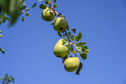 Kruške rastu na drvetu u voćnjaku. Zrele kruške spremne za berbu. Voćarstvo.