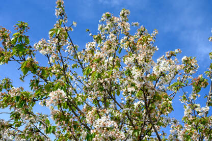 Stablo višnje u cvatu u voćnjaku. Bijeli cvjetovi višnje. Stablo višnje u cvatu u voćnjaku. Prunus cerasus. Krupni plan behara na drvetu u proljeće. Behar.