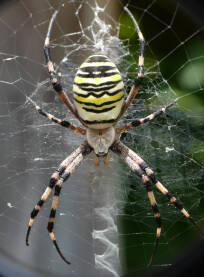 Pauk osa ili tigrasti pauk Pauk osa ili tigrasti pauk (lat Argiope bruennichi ). Ženka je veličine 14-17 mm, ima žute, crne i bijele pruge po tijelu i nogama. Također ima srebrne dlake koje joj prekrivaju cefalotoraks .