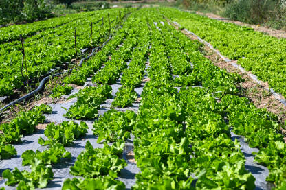 AK1_7729 Zelena salata spremna za berbu. Listovi zelene salate koja raste u polju. Listovi svježe organske salate, krupni plan. Organska proizvodnja hrane. Poljoprivreda.