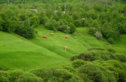 Krave pasu na proplanku u prirodi. Krave pasu na proplanku u prirodi. Šuma i brada u rano proljeće, snimak dronom. Grupa krava na ispaši.