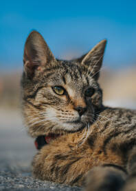 Portret mačke.Kućni ljubimac.