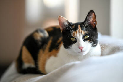 Mačka u kući. Kućni ljubimci.