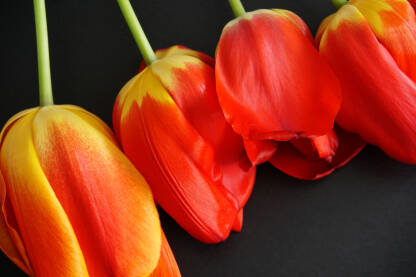 Tulipani-Lale Tulipani-Lale, prolećno cvijeće divnih boja
Podloga.