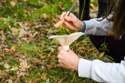 Žena bere gljive u šumi.